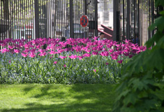 Des fleurs dans le jardin du Luxembourg