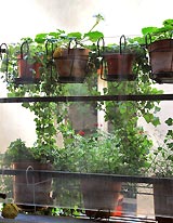Plantes fenêtres